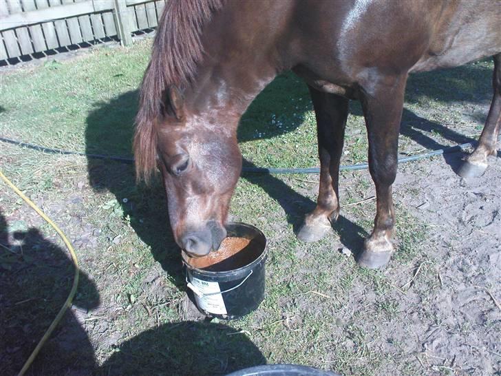 New Forest Benjamin  billede 2