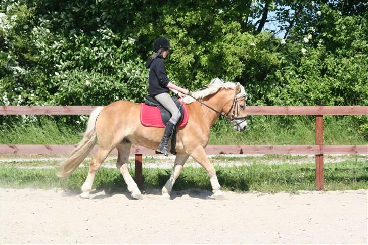 Tyroler Haflinger Wacholder/Oskar*Gl. part* billede 5