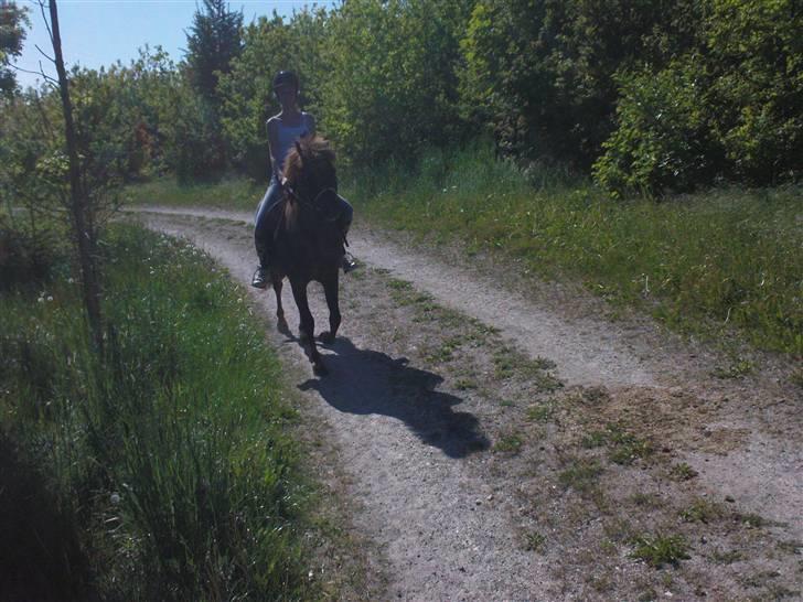 New Forest Benjamin  billede 3