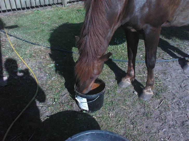 New Forest Benjamin  billede 4