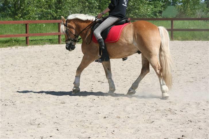 Tyroler Haflinger Wacholder/Oskar*Gl. part* billede 6