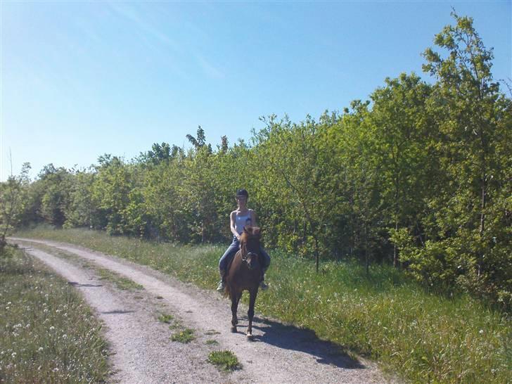 New Forest Benjamin  billede 5