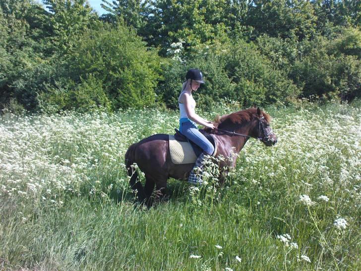 New Forest Benjamin  billede 6