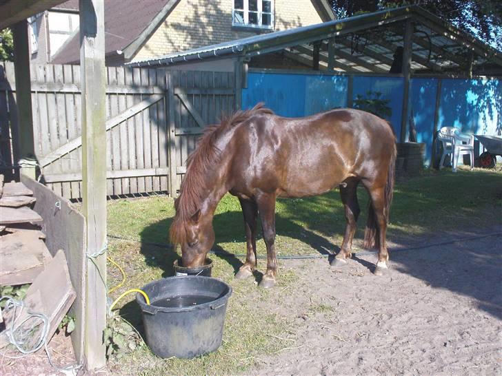 New Forest Benjamin  billede 7