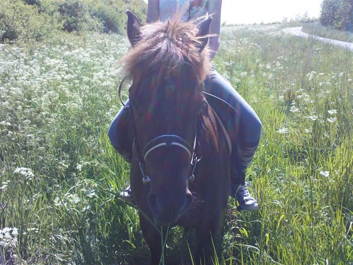 New Forest Benjamin  billede 8