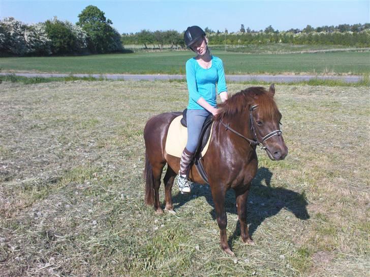 New Forest Benjamin  billede 9