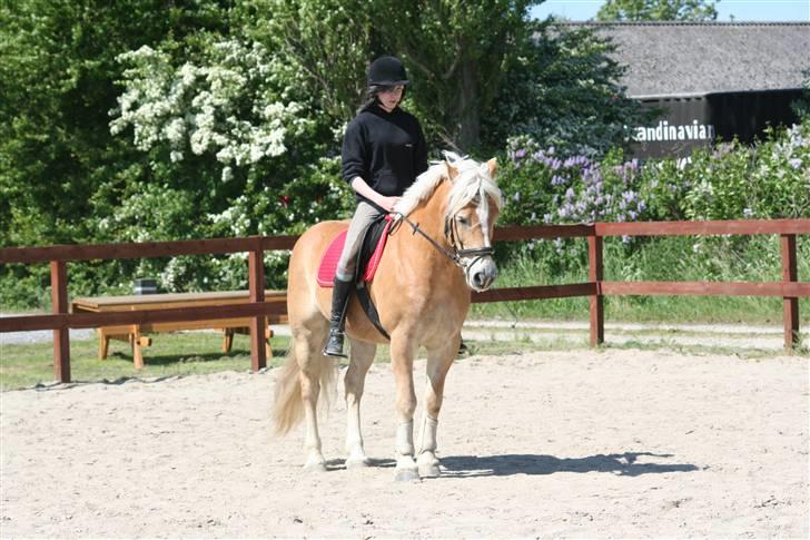 Tyroler Haflinger Wacholder/Oskar*Gl. part* billede 7