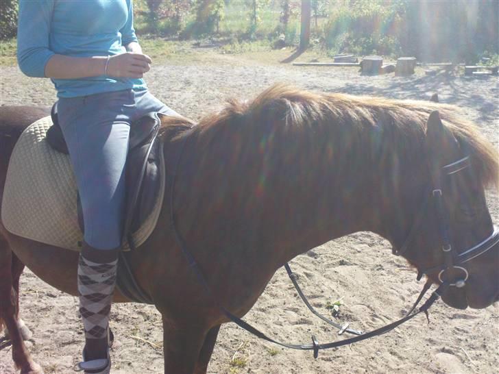 New Forest Benjamin  billede 10