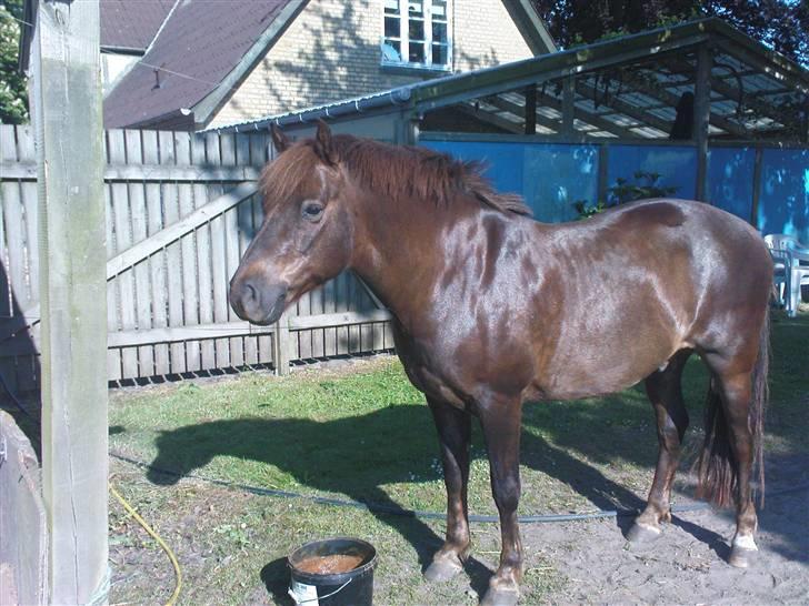 New Forest Benjamin  billede 11