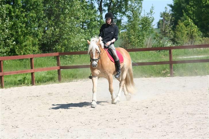 Tyroler Haflinger Wacholder/Oskar*Gl. part* billede 8