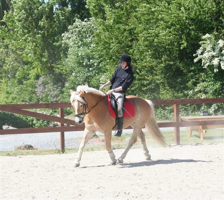 Tyroler Haflinger Wacholder/Oskar*Gl. part* billede 10