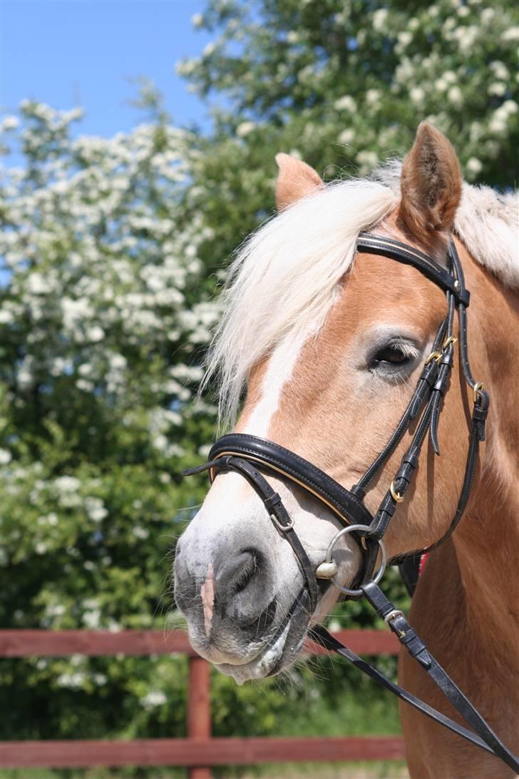 Tyroler Haflinger Wacholder/Oskar*Gl. part* billede 13