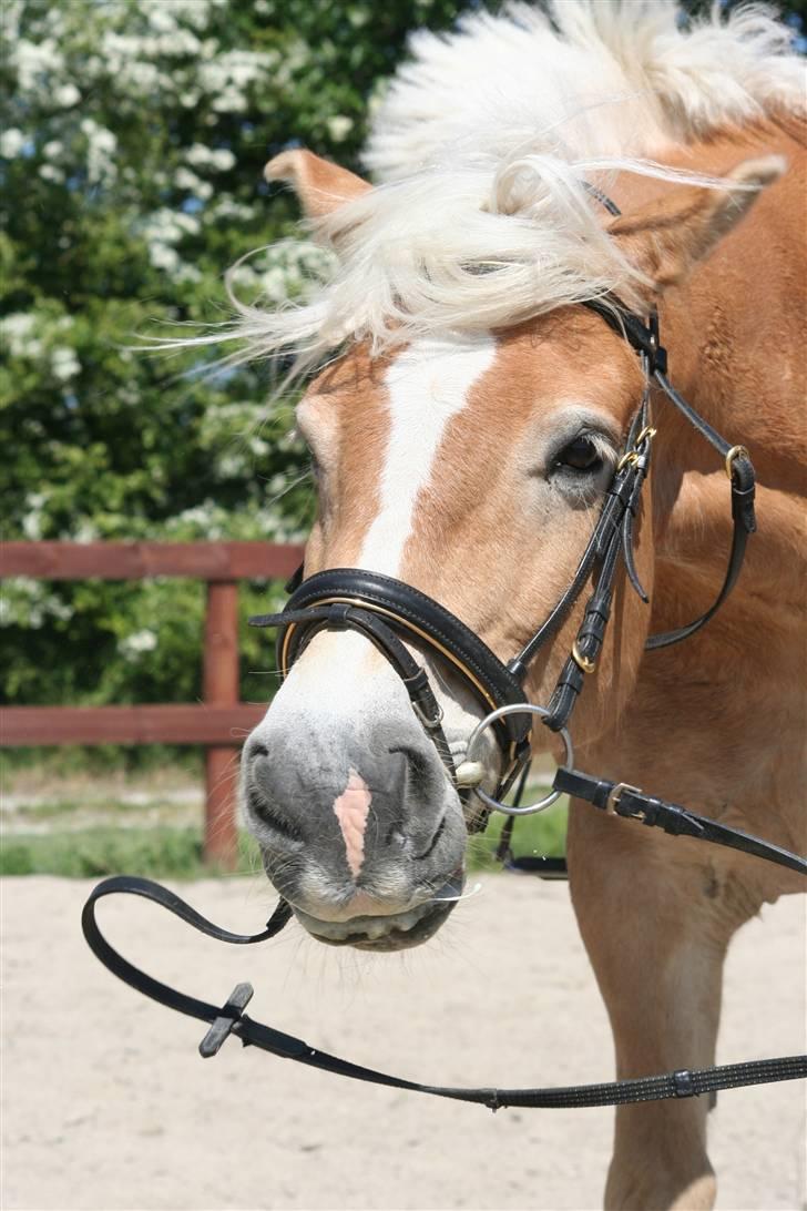 Tyroler Haflinger Wacholder/Oskar*Gl. part* billede 14