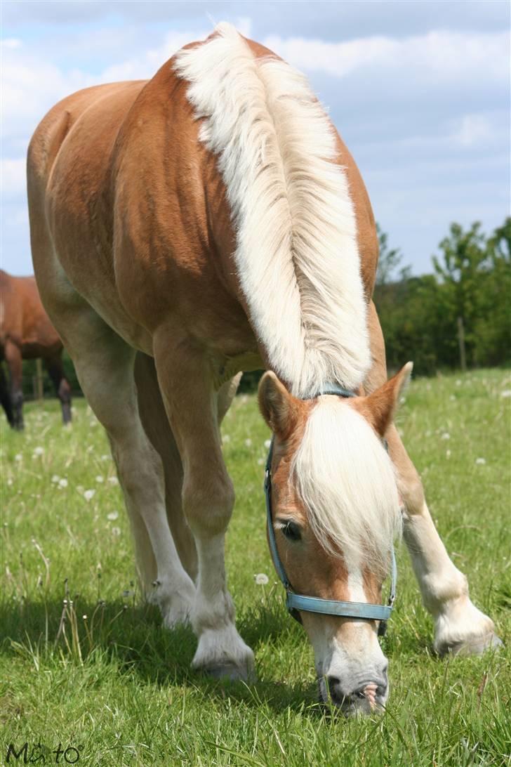 Tyroler Haflinger Wacholder/Oskar*Gl. part* billede 17