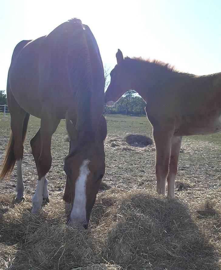 Anden særlig race Donna Shakira- SOLGT.. billede 13