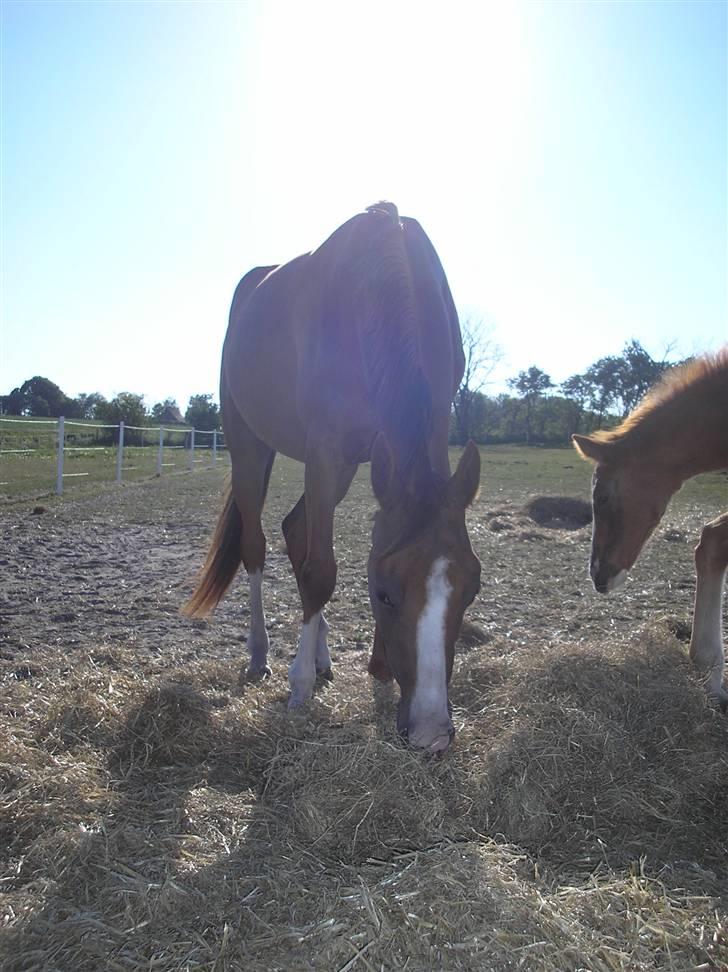 Anden særlig race Donna Shakira- SOLGT.. billede 14