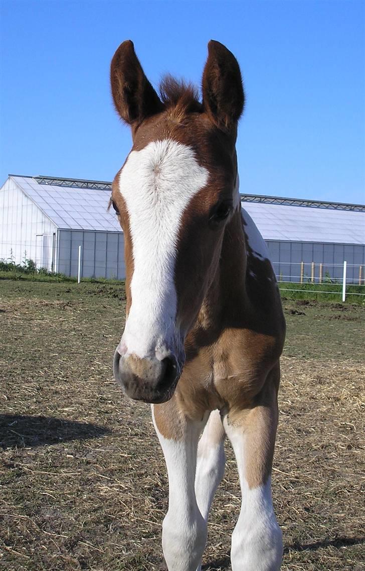 Pinto Donna Electra billede 12