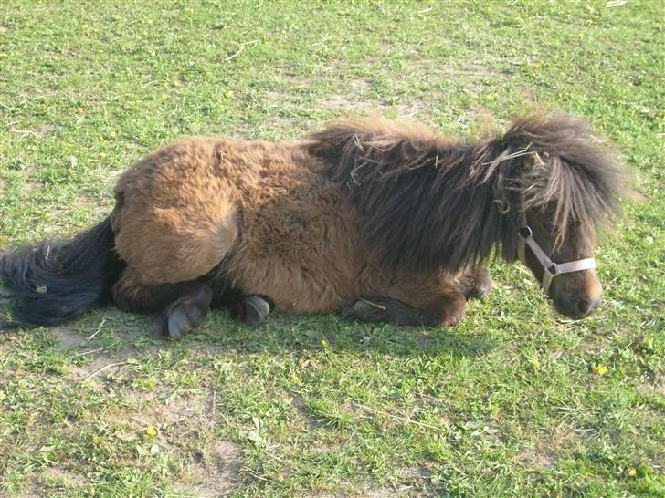 Shetlænder Andrea   - nu er jeg blevet trædt efter den løbe tur billede 8