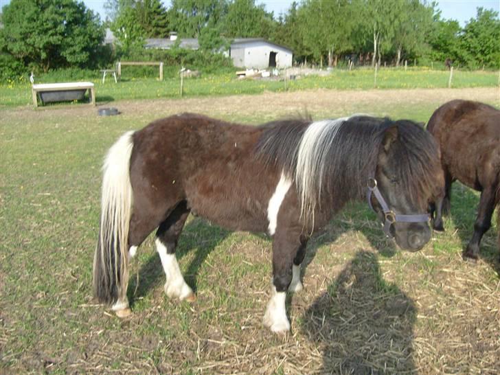 Shetlænder Laban  - savner dig du vil aldrig blive glemt billede 10