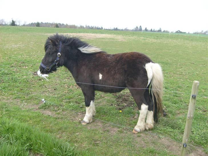 Shetlænder Laban  - tak fordi i kigget med billede 11