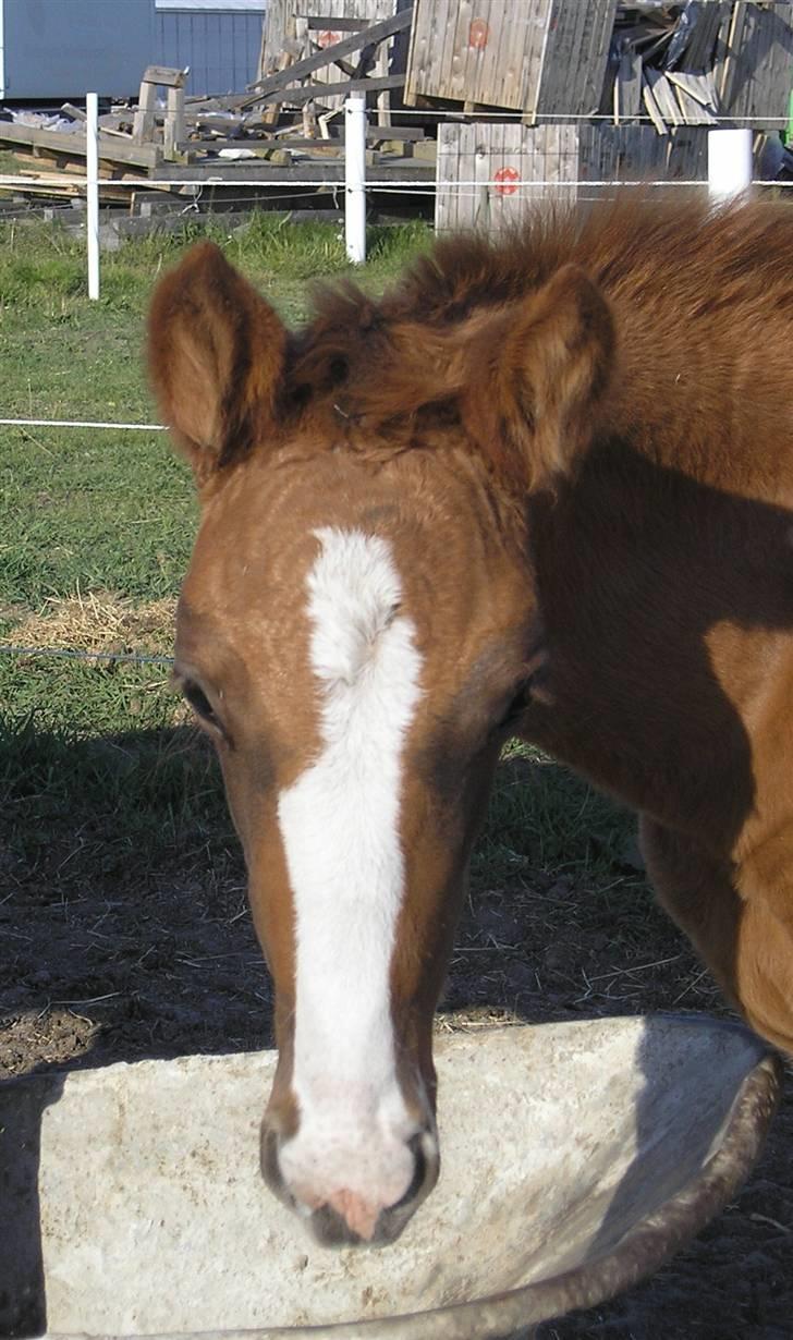 Anden særlig race Manifique Eto'o- SOLGT billede 15