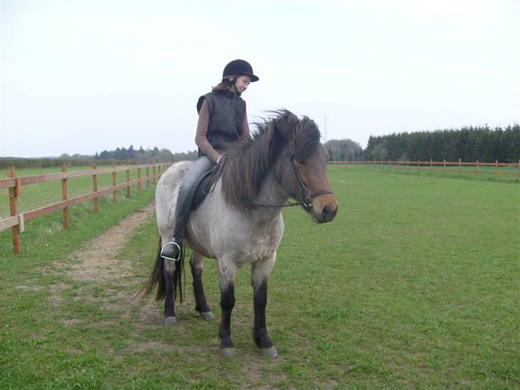 Islænder Lóa fra Alkenbjerggaard - loa der rider dygtig billede 12