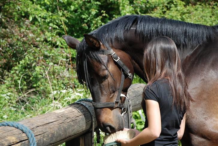 Dansk Varmblod Caezar - Min søde hest :D 24. maj 2008, foto: Linette. billede 11