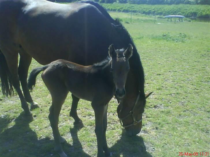 Dansk Varmblod Crelina <3  billede 6