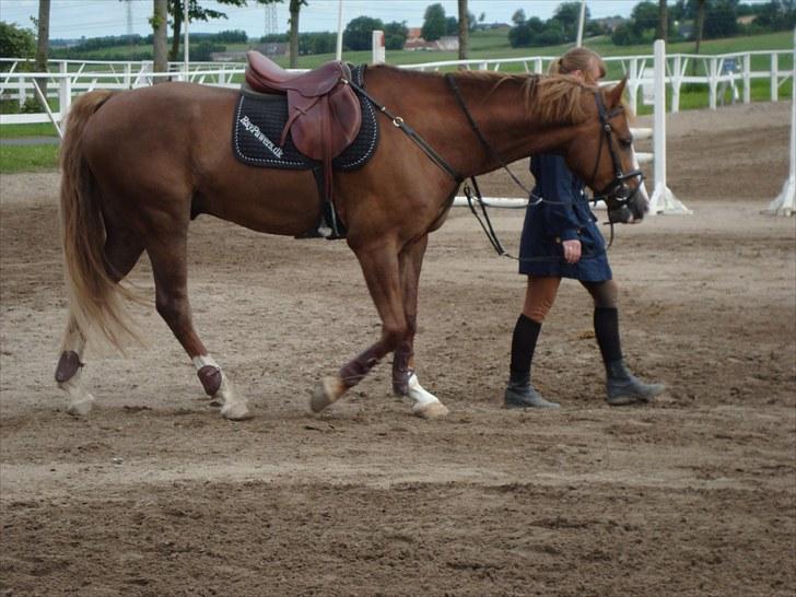 Anden særlig race Frydenssangs Casanova (Himmelhest) - Emma og Casa på SSKR :o) billede 7