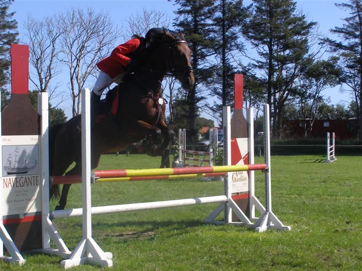 Dansk Varmblod Princess Isabella(preben) - velkommen til prebens profil. (: billede 1