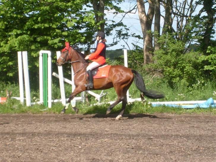 Dansk Varmblod Princess Isabella(preben) - preben i fuld galop. (: billede 3