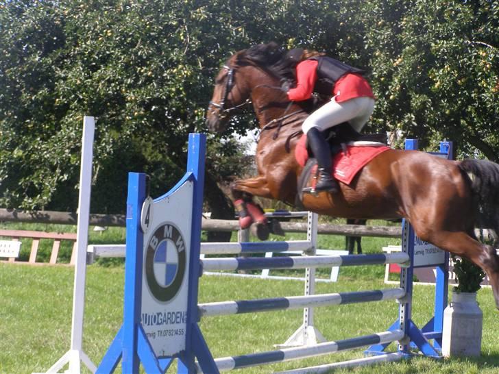 Dansk Varmblod Princess Isabella(preben) - preben er lynet McQueen ;D billede 4