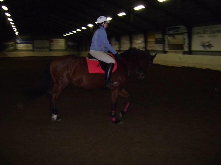 Dansk Varmblod Princess Isabella(preben) - elsker diig hest<3  lidt dressur. ;D billede 6