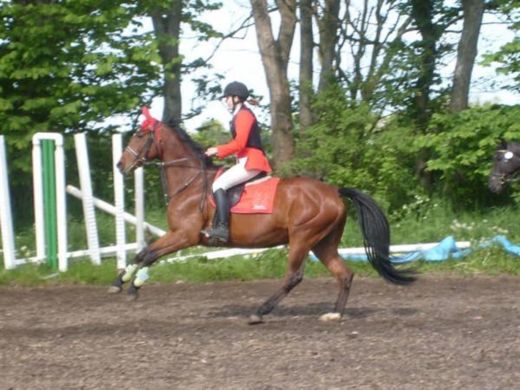 Dansk Varmblod Princess Isabella(preben) - elsker det her billede xD haah billede 7