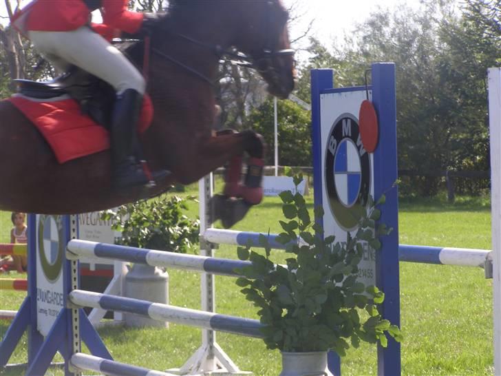 Dansk Varmblod Princess Isabella(preben) - preben til regions mesterskab <3 billede 8