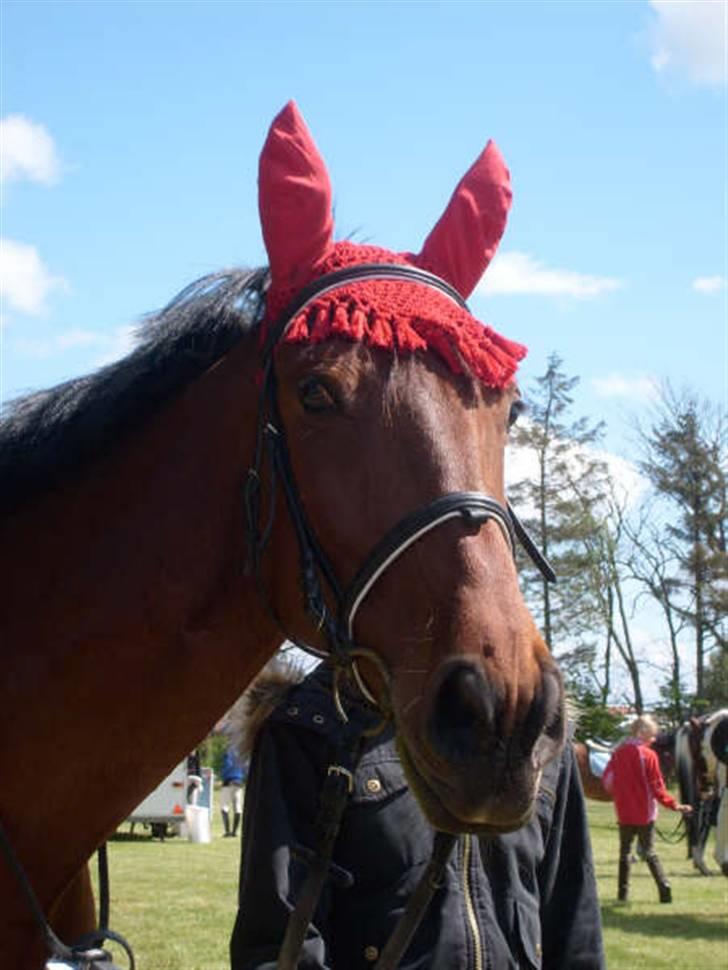 Dansk Varmblod Princess Isabella(preben) - prebens fine hoved. billede 9