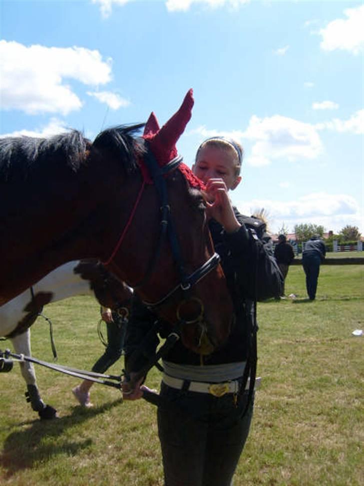Dansk Varmblod Princess Isabella(preben) - ak retter lii på prebens hut. alt skal joo være perfekt på min lille prinsesse :b billede 11