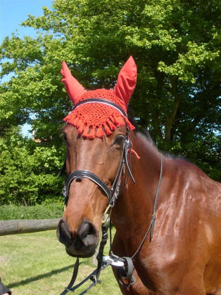 Dansk Varmblod Princess Isabella(preben) - duh er såå smuk min skat<3 billede 12