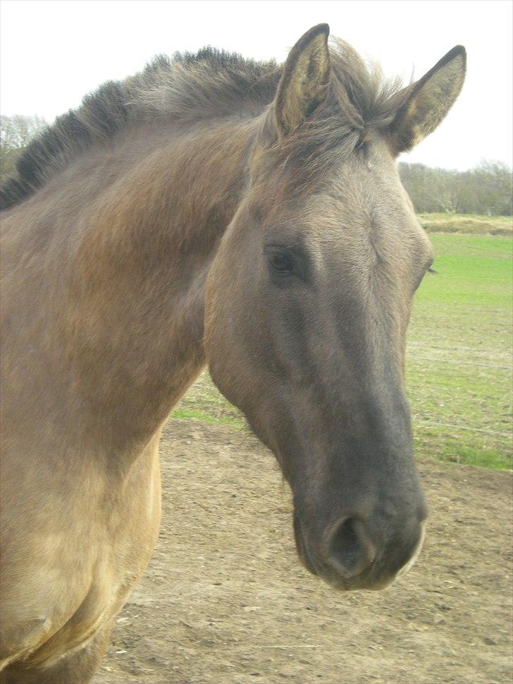 Anden særlig race Jannerupgård's Felix <3 billede 9