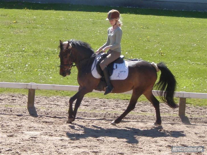 Anden særlig race Just Daisy mitalt<3 SOLGT - dressur 2009, meeget varm dag ! billede 6