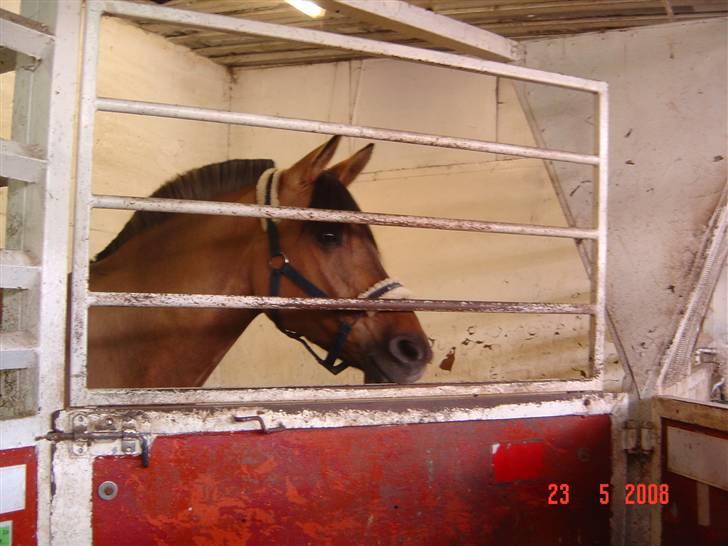 Anden særlig race Pepsi - Der kommer nogen på staldgangen billede 1