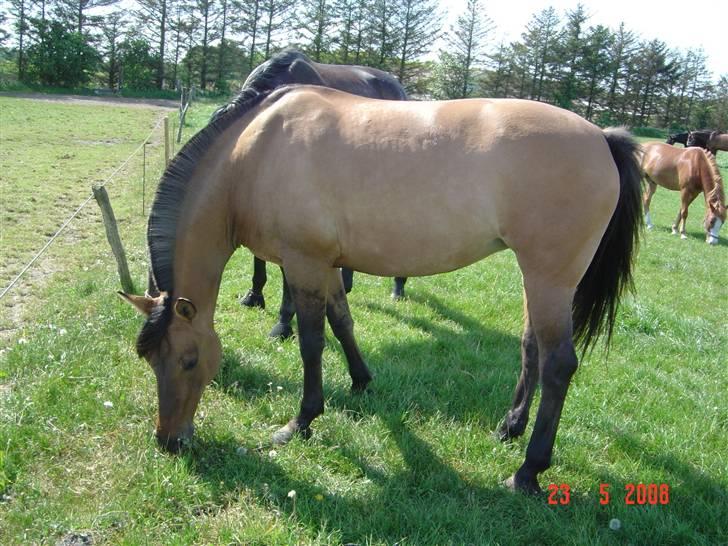 Anden særlig race Pepsi - Så er der dømt markvandring.... grimen er blevet tabt!! billede 2