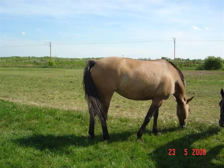 Anden særlig race Pepsi - Sikke en røvtur billede 3