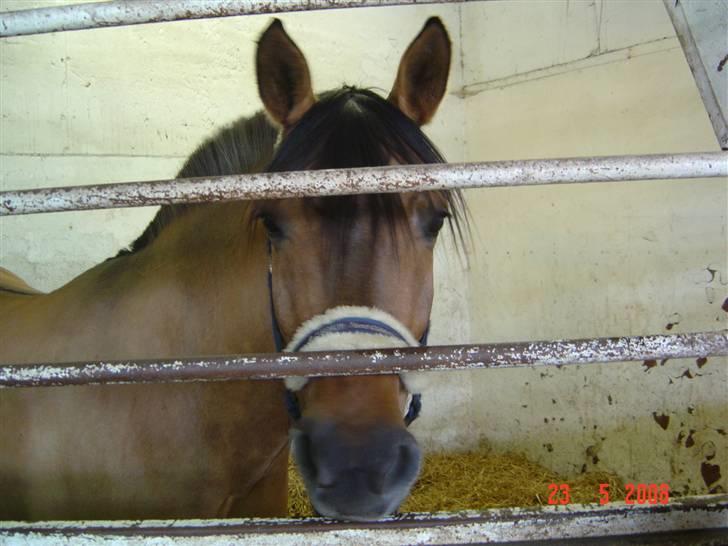 Anden særlig race Pepsi - Har du noget guffe-luf med ?? billede 4