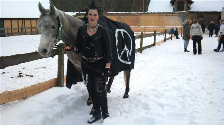 Arabisk fuldblod (OX) TU Impulsiv (Kalif) billede 1