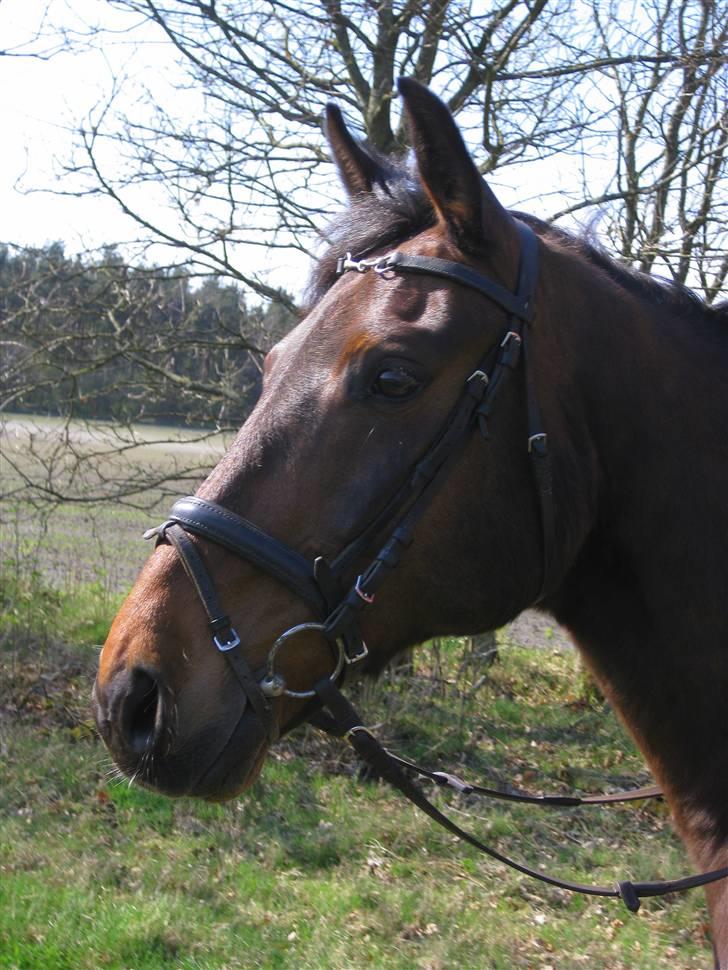 Anden særlig race Midnight Teardrop - MT´s profil.. billede 1