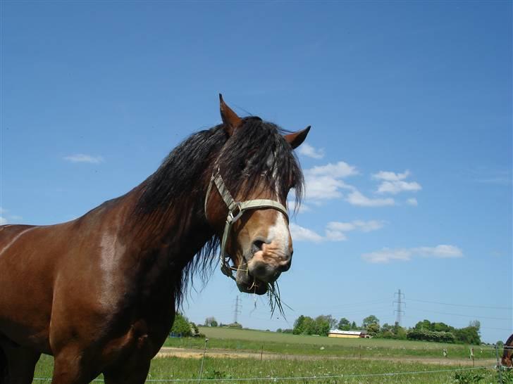 Welsh Cob (sec D) Rolighedens Jackpot -SOLGT billede 15