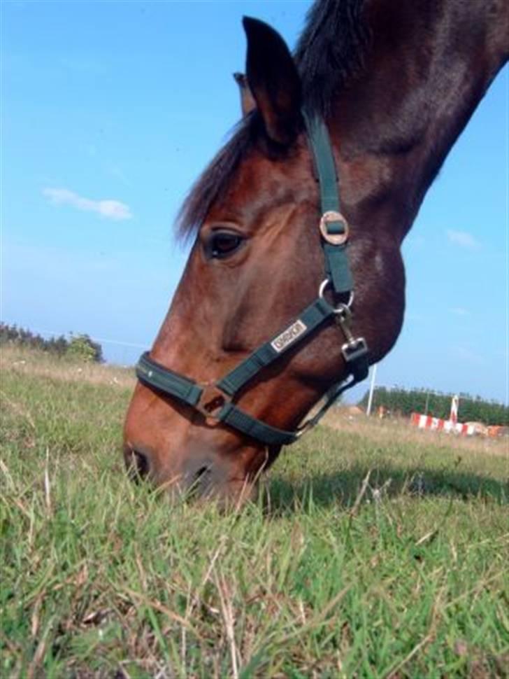 Anden særlig race Midnight Teardrop - Græsse græsse :D billede 2