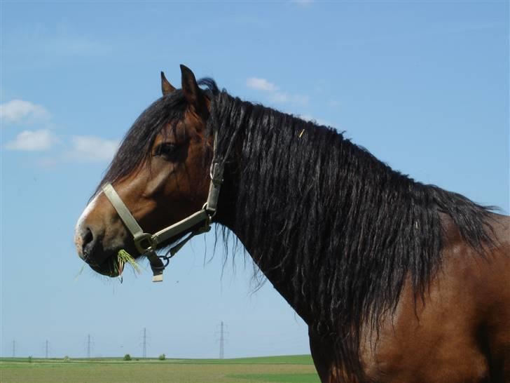 Welsh Cob (sec D) Rolighedens Jackpot -SOLGT billede 16