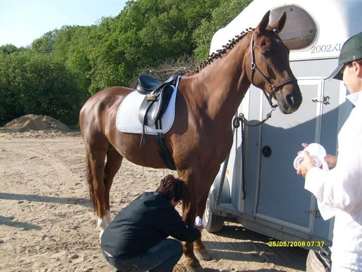 Dansk Varmblod Geronimo - geo gøres klar til stævne billede 13